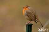 European Robin (Erithacus rubecula)