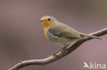 European Robin (Erithacus rubecula)