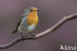 European Robin (Erithacus rubecula)