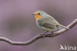 European Robin (Erithacus rubecula)