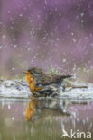 European Robin (Erithacus rubecula)