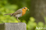 European Robin (Erithacus rubecula)