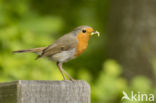 European Robin (Erithacus rubecula)