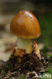 Tawny Grisette (Amanita fulva)