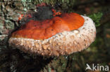 Red Banded Polypore (Fomitopsis pinicola)
