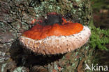 Red Banded Polypore (Fomitopsis pinicola)