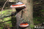 Red Banded Polypore (Fomitopsis pinicola)