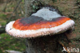 Red Banded Polypore (Fomitopsis pinicola)