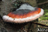 Red Banded Polypore (Fomitopsis pinicola)