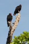 Turkey vulture (Cathartes aura)