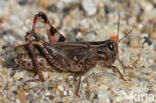 Italian Locust (Calliptamus italicus)