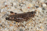 Italian Locust (Calliptamus italicus)