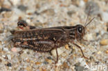 Italian Locust (Calliptamus italicus)