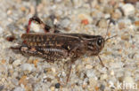 Italian Locust (Calliptamus italicus)