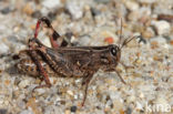 Italian Locust (Calliptamus italicus)