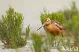 Bar-tailed Godwit (Limosa lapponica)