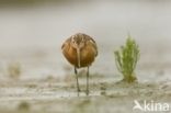 Bar-tailed Godwit (Limosa lapponica)