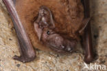 Noctule Bat (Nyctalus noctula)