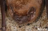 Noctule Bat (Nyctalus noctula)