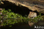 Bank Vole (Clethrionomys glareolus)