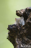 Rosse woelmuis (Clethrionomys glareolus)