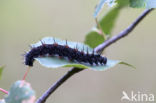 Camberwell Beauty (Nymphalis antiopa)