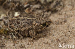 Rugstreeppad (Bufo calamita