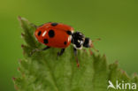 spotted amber ladybird (Hippodamia variegata)