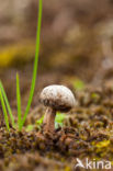 Tulostoma fimbriatum