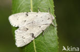 The Miller (Acronicta leporina)