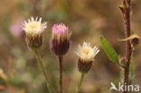 Blue Fleabane (Erigeron acer)
