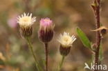 Scherpe fijnstraal (Erigeron acer)