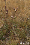 Blue Fleabane (Erigeron acer)