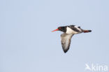 Oystercatcher (Haematopus ostralegus)