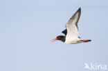 Oystercatcher (Haematopus ostralegus)