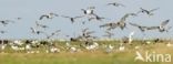 Oystercatcher (Haematopus ostralegus)