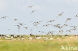 Oystercatcher (Haematopus ostralegus)