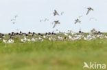 Oystercatcher (Haematopus ostralegus)