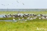 Oystercatcher (Haematopus ostralegus)