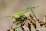 Sikkelsprinkhaan (Phaneroptera falcata)