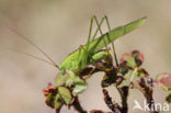 Sikkelsprinkhaan (Phaneroptera falcata)