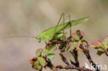 Sikkelsprinkhaan (Phaneroptera falcata)