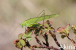 Sikkelsprinkhaan (Phaneroptera falcata)