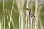 Savi s Warbler (Locustella luscinioides)