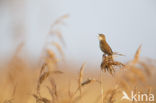 Savi s Warbler (Locustella luscinioides)