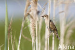 Savi s Warbler (Locustella luscinioides)