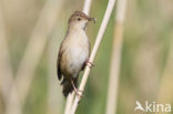 Savi s Warbler (Locustella luscinioides)