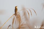 Savi s Warbler (Locustella luscinioides)