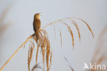 Savi s Warbler (Locustella luscinioides)