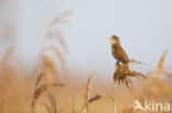 Savi s Warbler (Locustella luscinioides)